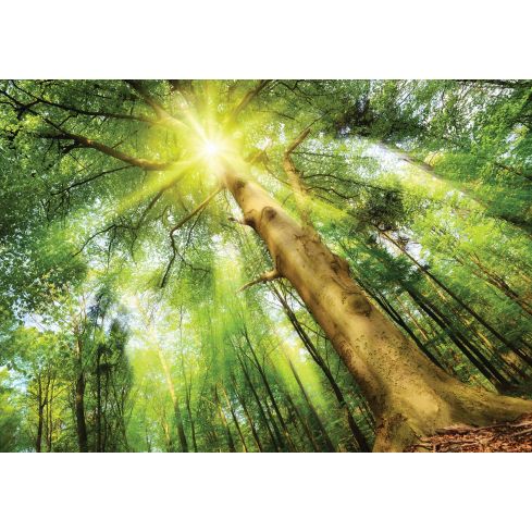 Natura Las Słońce Drzewa Zieleń