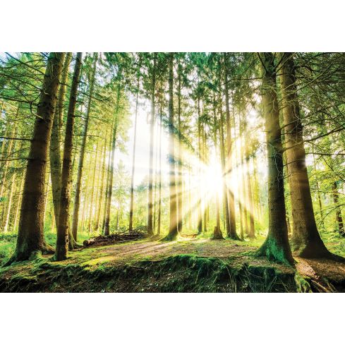 Natura Las Słońce Drzewa Krajobraz