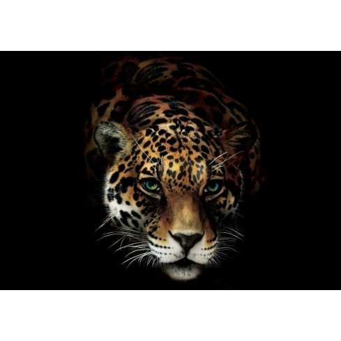 Zwierzęta Koty Jaguar Dzika Natura