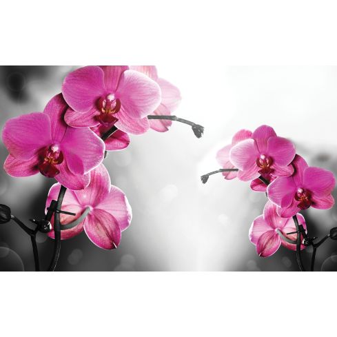 Natura Kwiaty Storczyki Różowa Orchidea