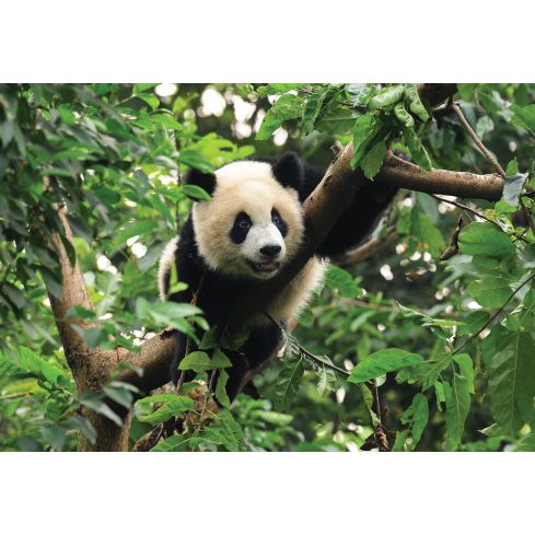 Zwierzęta Panda Dżungla Natura Widok