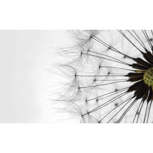 Natura Rośliny Dmuchawiec Makro Zbliżenie
