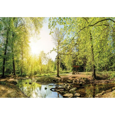 Natura Las Promienie Słońca Drzewa