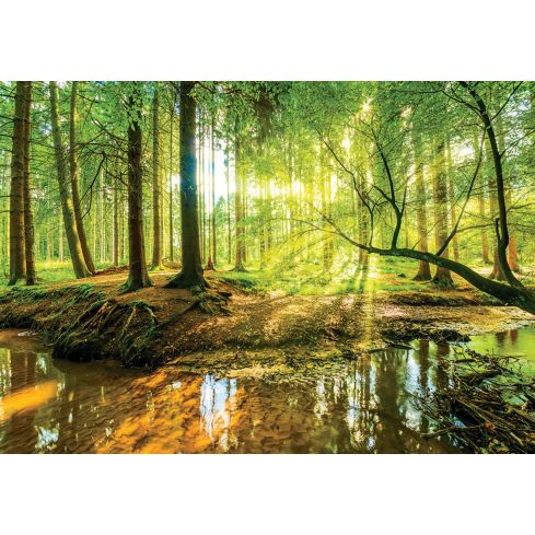 Natura Las Promienie Słońca Strumień