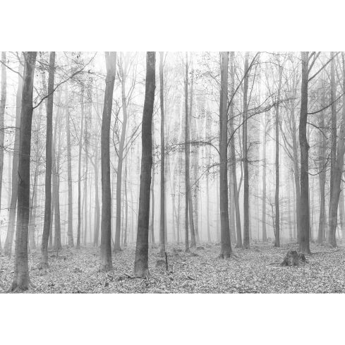 Natura Las Zamglony Szary Krajobraz