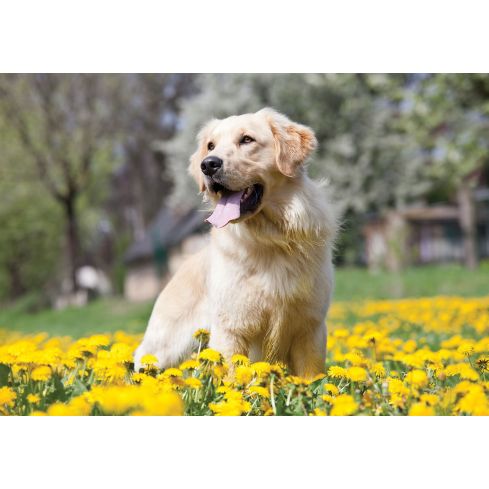 Zwierzęta Pies Piesek Golden Retriever