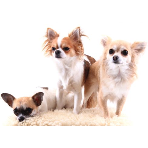 Zwierzęta Pies Piesek Chihuahua Szczeniak