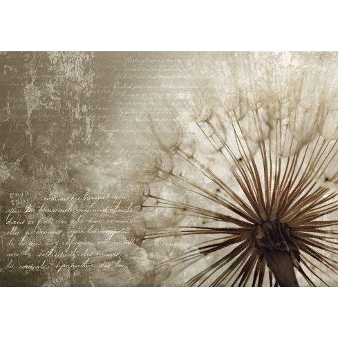 Natura Kwiaty Dmuchawiec Vintage Retro