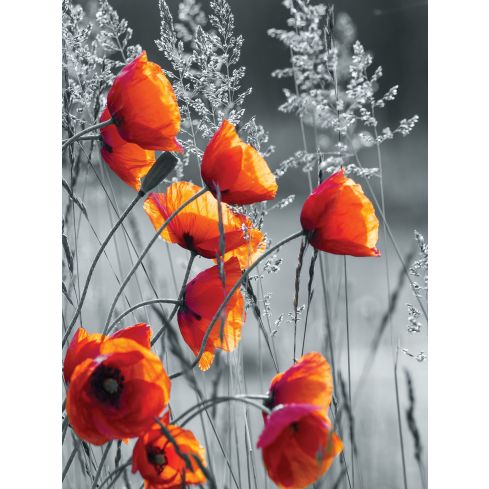 Natura Kwiaty Polne Maki Łąka