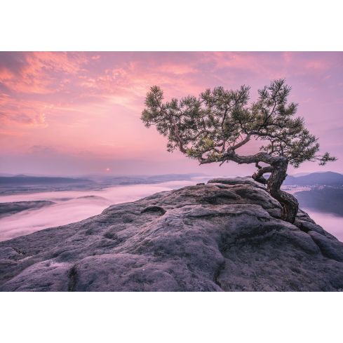 Krajobraz Natury Drzewo Morze Skała