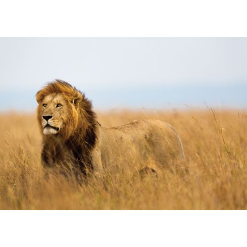 Zwierzęta Koty Lew Afryka Natura