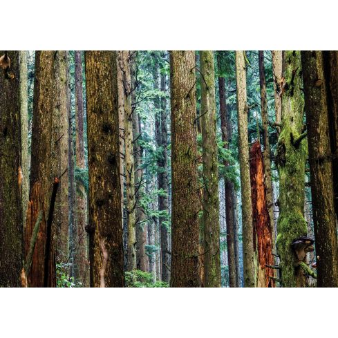 Natura Las Konary Drzewa Widok