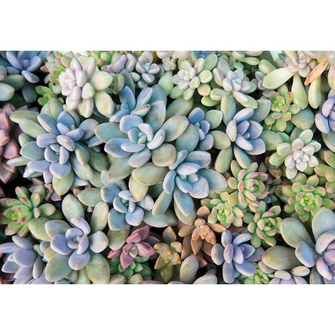 Natura Rośliny Sukulenty Kaktusy Kwiaty