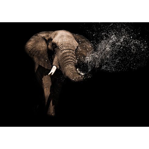 Zwierzęta Słonie Słoń Fotografia Portret