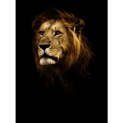 Zwierzęta Kot Lew Afryka Portret