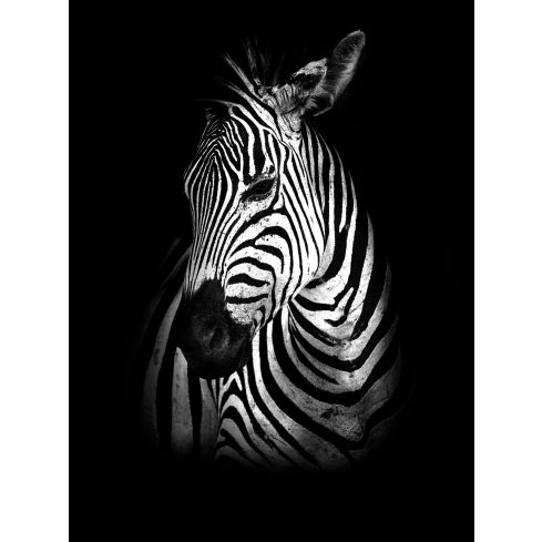 Zwierzęta Zebra Fotografia Natura Portret