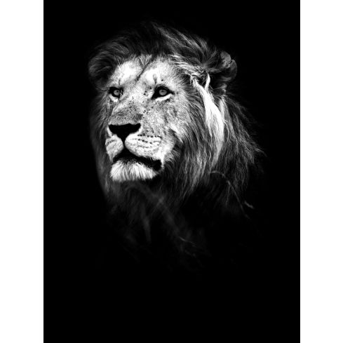 Zwierzęta Kot Lew Czarno-biały Portret