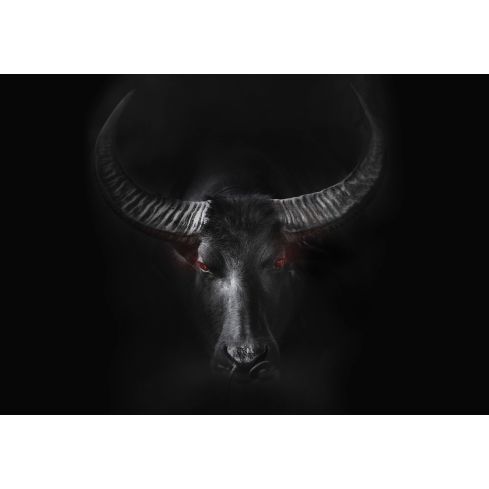 Zwierzęta Byk Czarny Nowoczesny Poroże