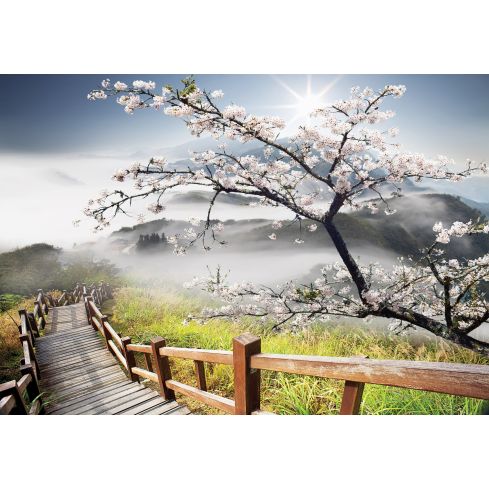 Krajobraz Natury Droga Góry Mgła