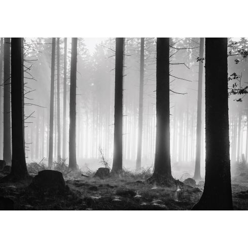 Natura Las Ciemny Widok Mgła