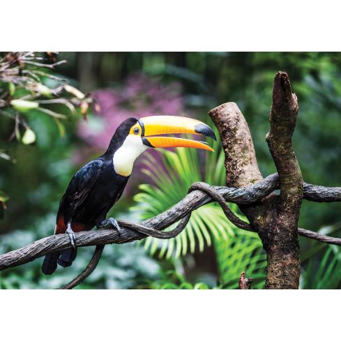 Zwierzęta Ptaki Tukan Egzotyczna Dżungla