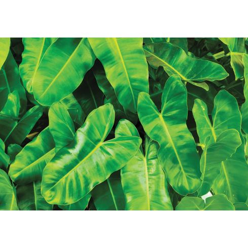 Natura Liście Botaniczna Zieleń Rośliny