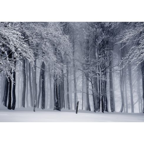 Natura Las Zima Drzewa Śnieg