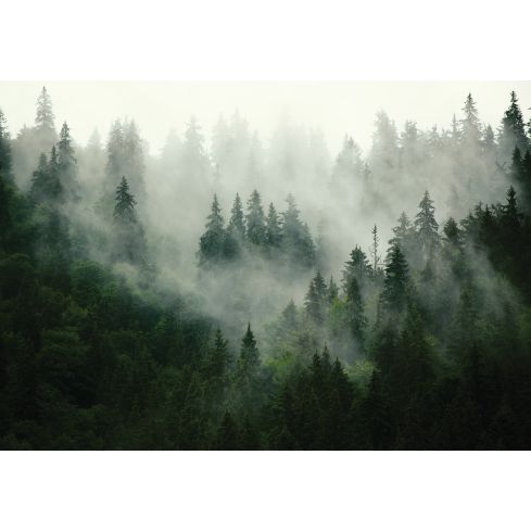 Natura Las We Mgle Krajobraz