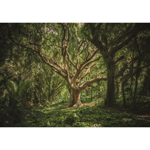 Natura Las Drzewo Konary Gałęzie