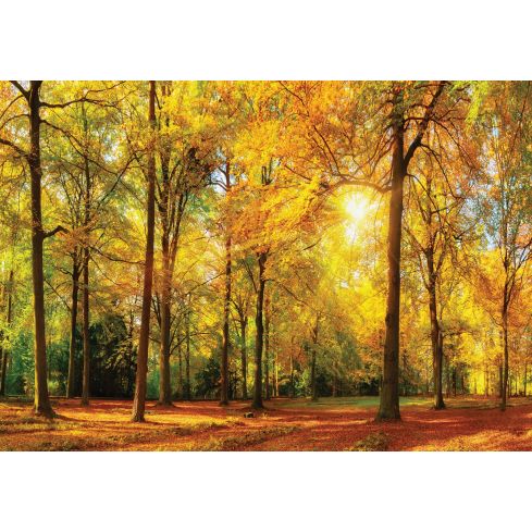 Natura Las Jesień Złote Liście