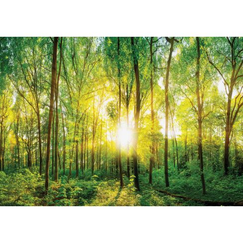 Natura Las Wiosna Słońce Drzewa