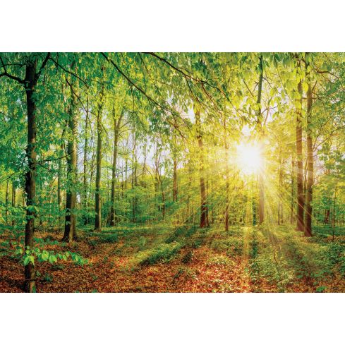 Natura Las Wiosna Drzewa Słońce