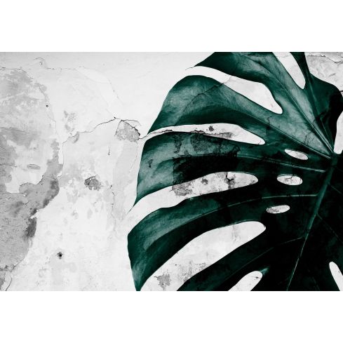 Natura Liście Monstera na Betonie
