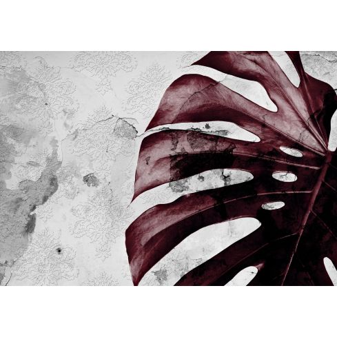 Natura Liście Monstera na Betonie