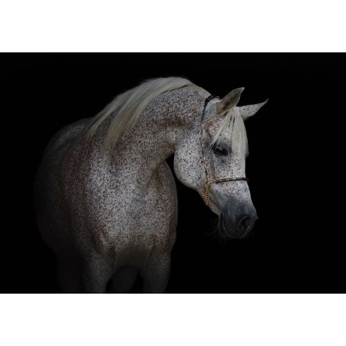 Zwirzęta Konie Biały Szary Rumak