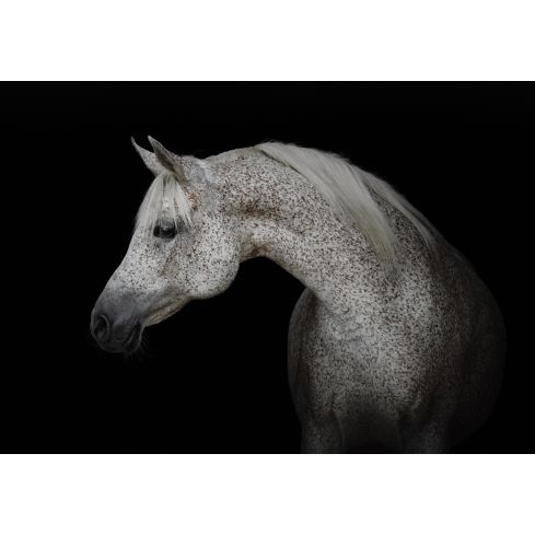 Zwirzęta Konie Biały Szary Rumak