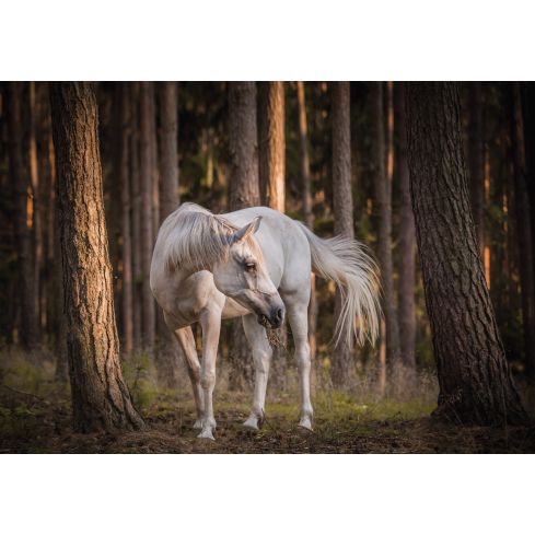 Zwirzęta Koń Biały Między Drzewami