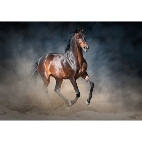 Zwirzęta Koń Galopujący Wyścigi Konne