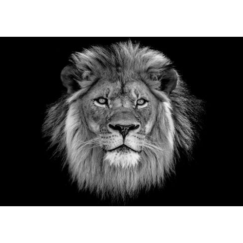 13996 - Zwierzęta Koty Czarno Biały Lew