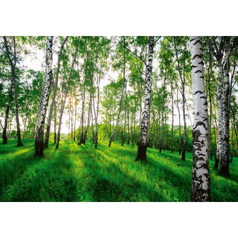 14175 - Natura Las Brzozy Drzewa Słońce