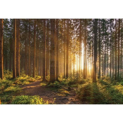 14185 - Natura Las Wiosna Drzewa Słońce