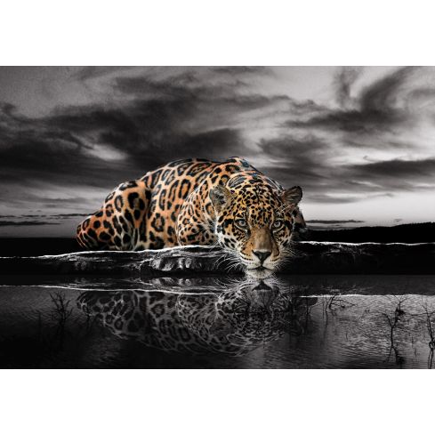 14419 - Natura jaguar Afryka dżungla