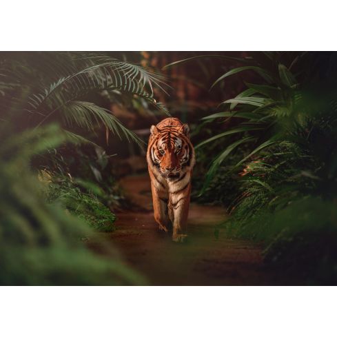 14423 - Natura dżungla tygrys zieleń