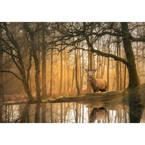 14520 - Krajobraz natura las jeleń