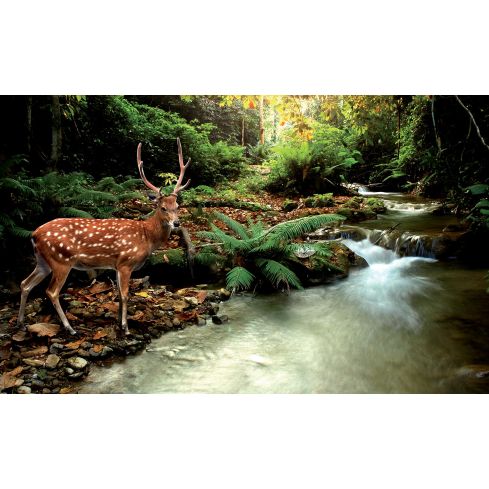 Zwierzęta Jeleń Natura Krajobraz Las