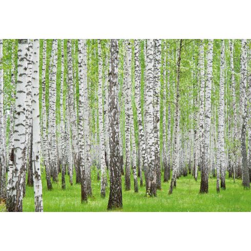 Natura Las Drzewa Konary Brzozy