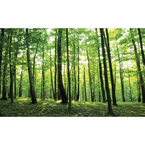 Natura Las Drzewa Zielony Krajobraz