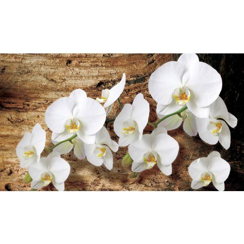Natura Kwiaty Storczyki Orchidea Drzewo