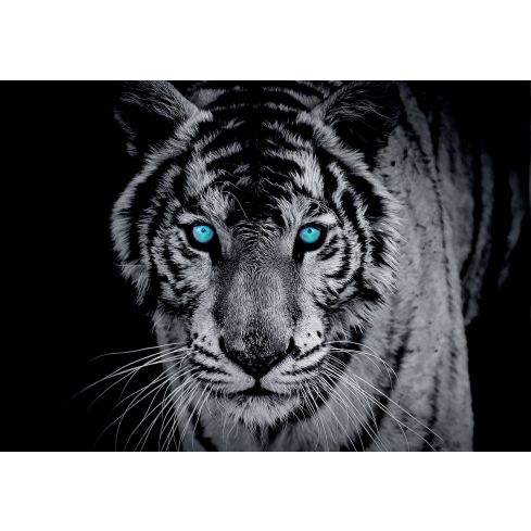 Zwierzęta Tygrys Niebieskie Oczy Portret