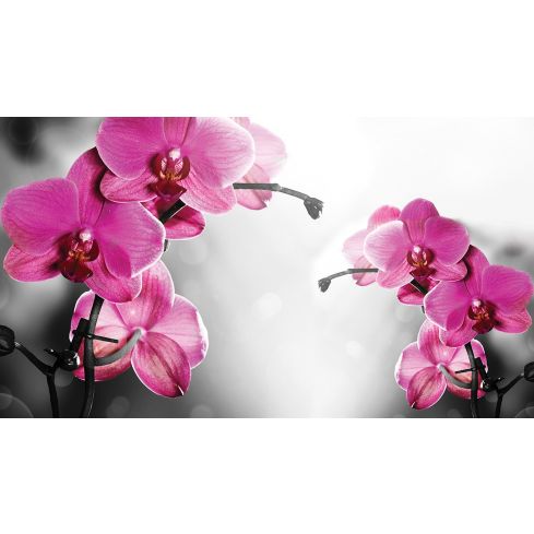 Natura Kwiaty Różowe Storczyki Orchidea